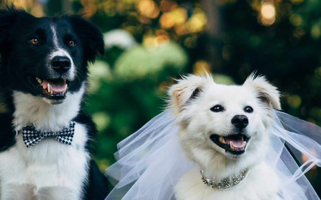 Including Our Furry Family Members in a Wedding